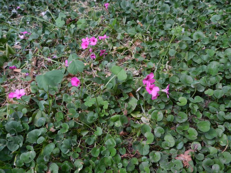Oxalis articulata